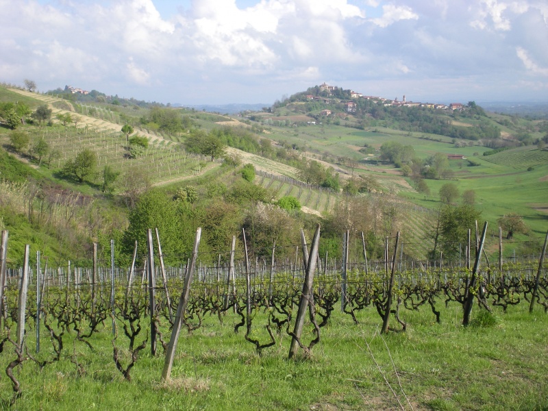 Asti, viti nel Monferrato