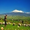 catania pastore e pecore